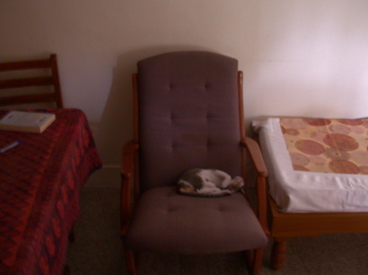 Kitty on a chair